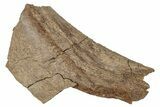 Hadrosaur (Edmontosaurus) Rib Bone - Wyoming #265744-1